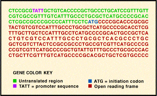  Figura II: Traduzione in codice del DNA (gene sintetico)